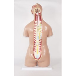 Torso humano 24 partes