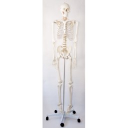 Esqueleto humano 170cm.